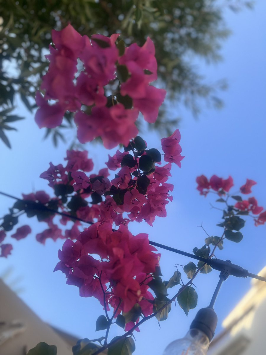 lassyvee's tweet photo. All set to enjoy the summer flower by flower 🌺 #heyjune https://t.co/Yo6fc0PN3x