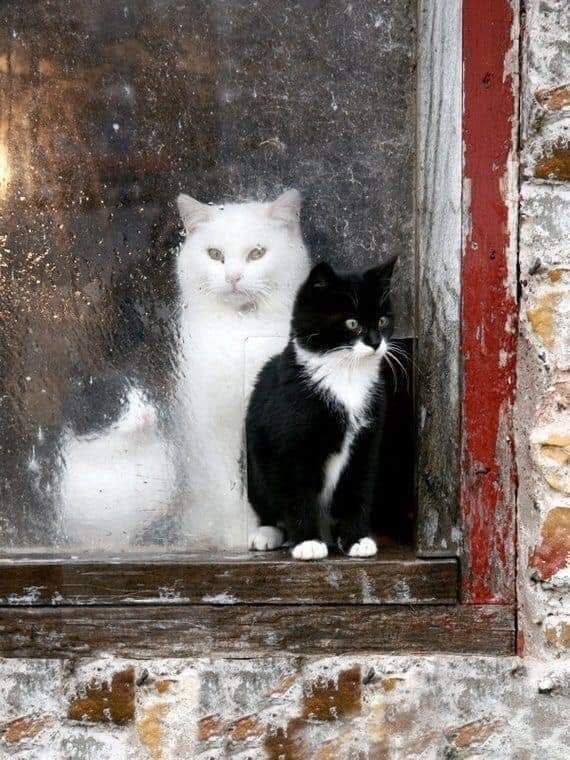 Cat Woman 🇬🇧 🇺🇦 tweet media