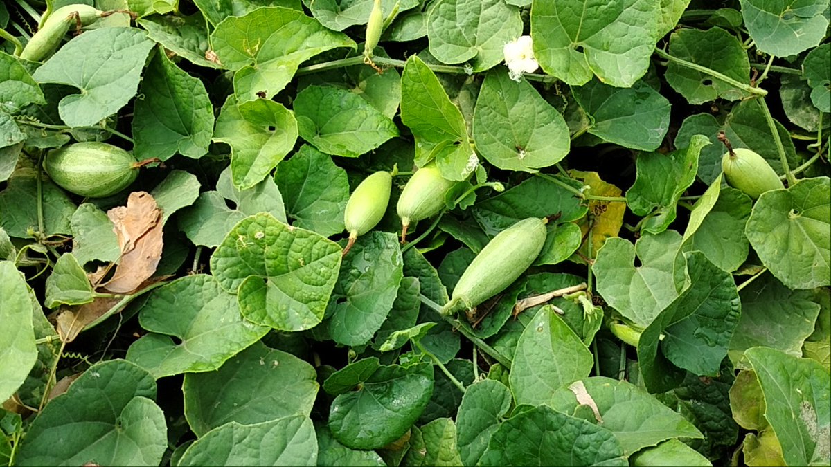 Debasis67924365's tweet photo. #OrganicFarming #agrinanotek #agrimoss https://t.co/UDYA9DYoBO