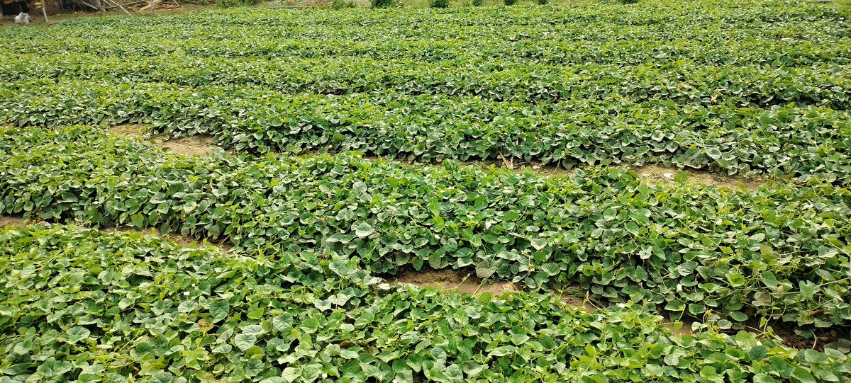 Debasis67924365's tweet photo. #OrganicFarming #agrinanotek #agrimoss https://t.co/UDYA9DYoBO