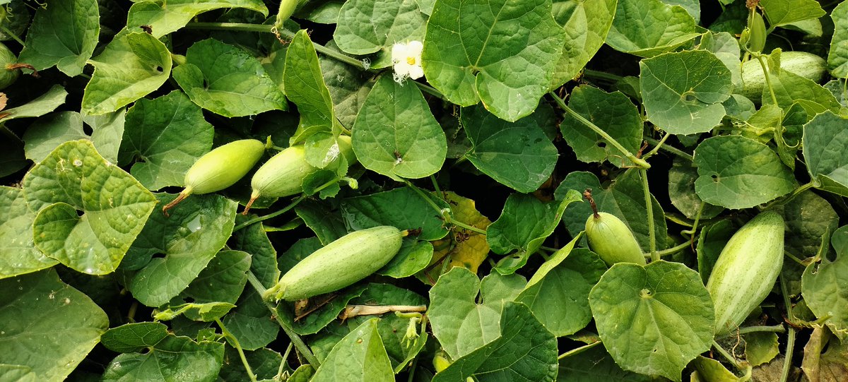 Debasis67924365's tweet photo. #OrganicFarming #agrinanotek #agrimoss https://t.co/UDYA9DYoBO