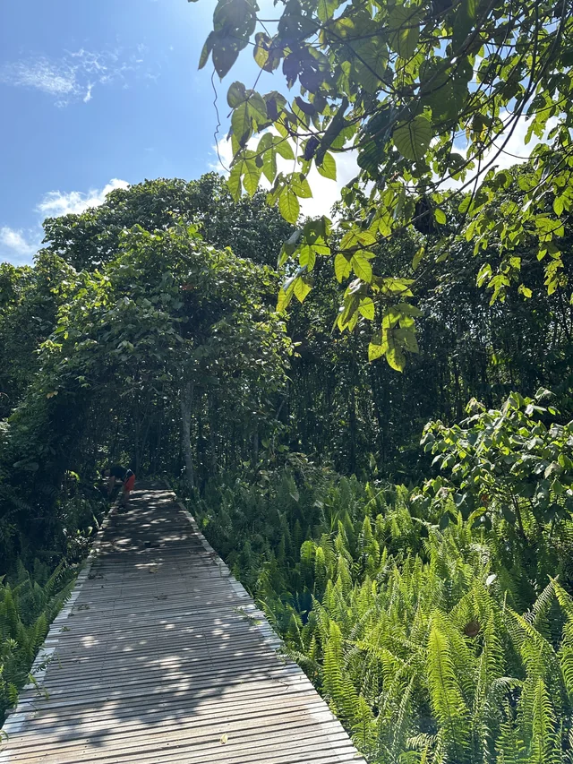 MrAzwanGhani1's tweet photo. Lawatan ke Hutan Simpan Bukit Lima di Sibu. Cebisan alam yang indah hanya 3-4km dari bandar utama. Secara peribadi hanya mengesyorkan pelawat biasa untuk ke menara pemerhati. Laluan 3km mempunyai trek dalaman yang agak kurang diselenggara. 

#BukitLima #Sibu https://t.co/PYsKkvSGXf