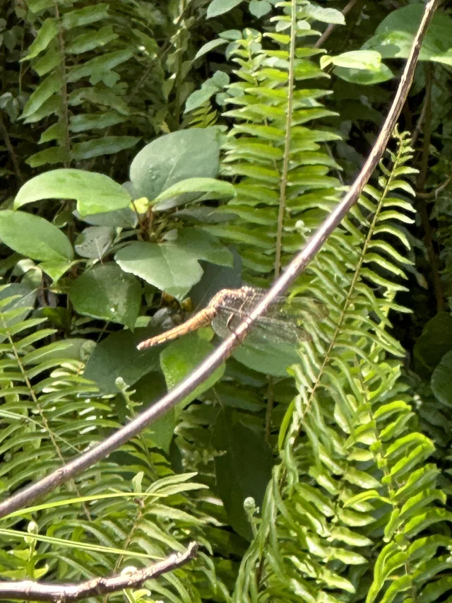 MrAzwanGhani1's tweet photo. Lawatan ke Hutan Simpan Bukit Lima di Sibu. Cebisan alam yang indah hanya 3-4km dari bandar utama. Secara peribadi hanya mengesyorkan pelawat biasa untuk ke menara pemerhati. Laluan 3km mempunyai trek dalaman yang agak kurang diselenggara. 

#BukitLima #Sibu https://t.co/PYsKkvSGXf