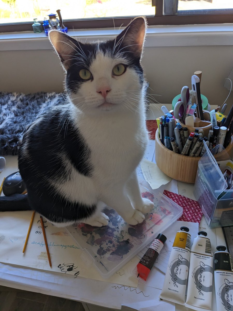 catfitzy72's tweet photo. @SimonsCat This is my studio manager 'Niko' https://t.co/RfBhsvH65j