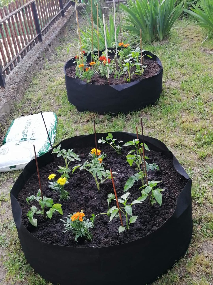 buszketigris's tweet photo. A héten vettem két ilyet. Az új és utolsó feladat a nyárra, hogy megteljen az egyik. 90 cm átmérő, ~30 cm magasság, 190 liter fér bele. Ebbe vetni is fogok meg talajtakaró virág is lesz benne. https://t.co/zKlmBRTOrQ