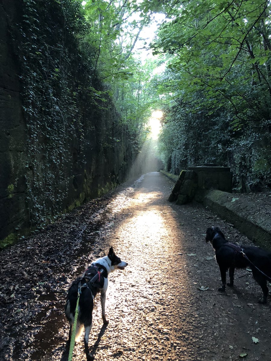 CazzSD's tweet photo. Enjoying the shade (more than the 5am start!) to get a cool #canicross session for the dogs this morning 🐾❤️ #WirralWay https://t.co/swE2MAcxbJ