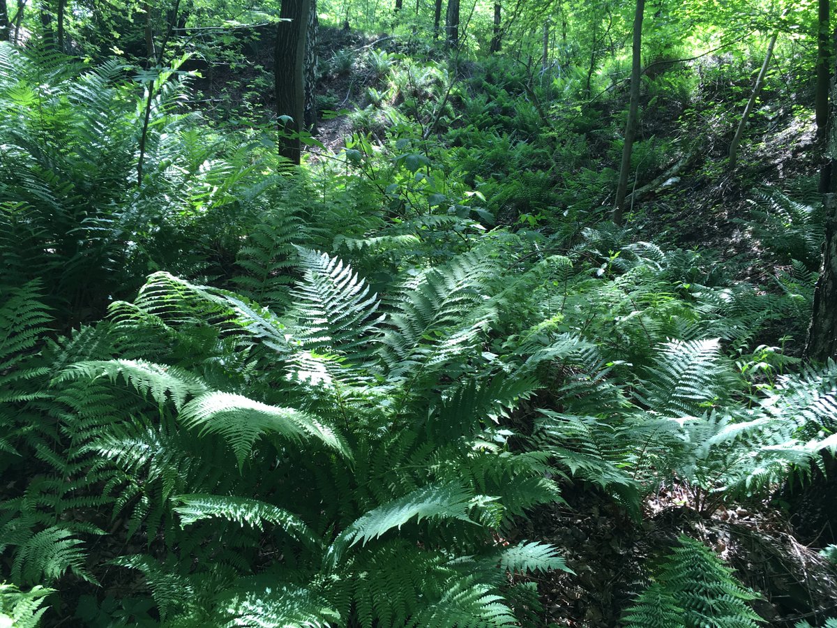 MachuraJerzy's tweet image. #nature  
Tu rządzą paprocie  🌳 🌿 🌱 🍀 💪, nie tylko podczas deszczu  🌧️ ⛈️
Niech Natura rządzi nami, nie tylko w weekendy...🍀 😄 💚😊
#Poland #spring2023 #NaturePhotography #forest #Śląsk #ferns #trees  #June  
📷(my)