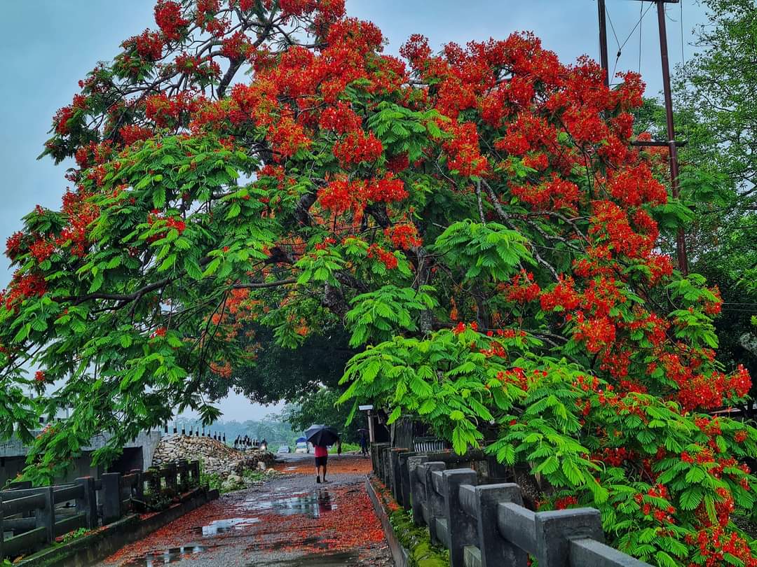 Modhu454's tweet image. কৃষ্ণচূড়াবোৰ সঁচাকৈয়ে বৰ নিলাজ
না সুবাস আছে 
না আছে কিবা অস্তিত্ব 
আছে যদি কেৱল এবুকু ৰঙা যাক
প্ৰতিবাৰে বতাহে সৰায়...
তথাপিও জানো ফুলিবলৈ বাদ দিয়ে.?