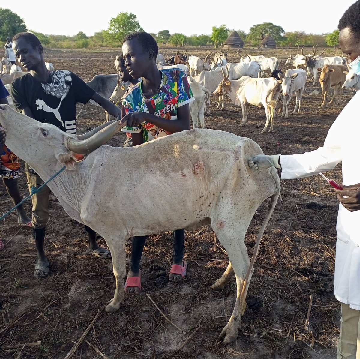 kvet_s's tweet photo. It was a great week having the chance to rescue the life of a out 590 animals ranging from cattle, sheep and goats infected with various diseases in Gogrial west county. The diseases we treated includes Dermatophilosis, Mange, Tick infestation, photosensitivity etc. #KVet_Serivce https://t.co/iIEdW8rjss