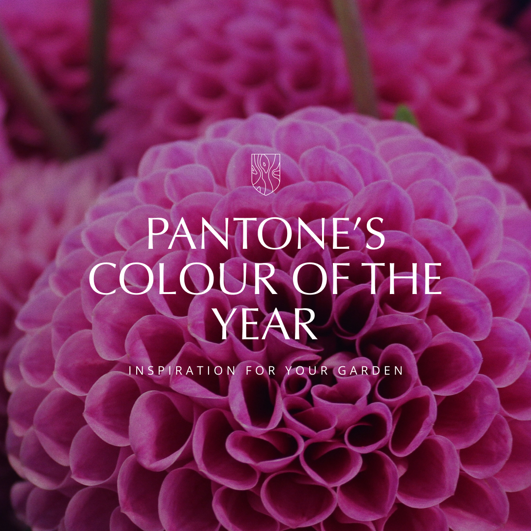 timbashield's tweet photo. Elevate your garden with Pantone's Colour of the Year! 🌷🌸🌺
Discover how to incorporate this captivating hue for a trendy outdoor makeover 🌿✨ - https://t.co/GGbBonafla
#Timbashield #PantoneColourOfTheYear #GardenInspiration #NatureInStyle https://t.co/scyaCgICw4