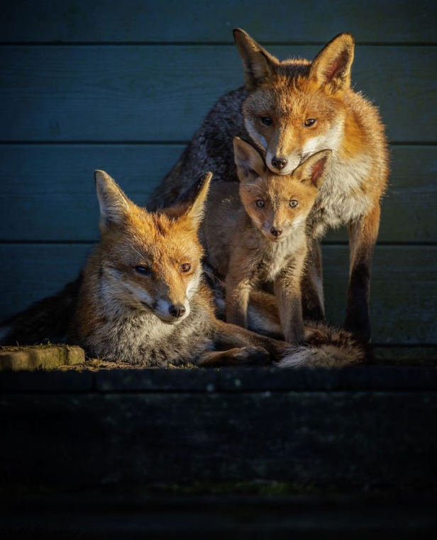 Family portrait , shared by @keithhumphreyphotography and today's #FoxOfTheDay