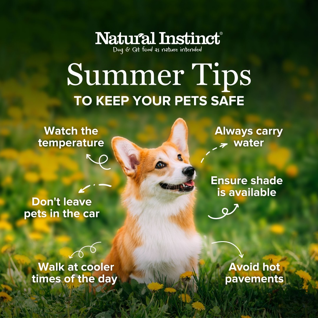 NIrawpetfoods's tweet photo. Now that the days are getting hotter, here are some quick tips to keep your furry friends safe this summer!

Remember to watch for signs of heat stress and seek veterinary care if needed. 

Find more information at: https://t.co/45JsElFhLH https://t.co/WKDFQKr99y
