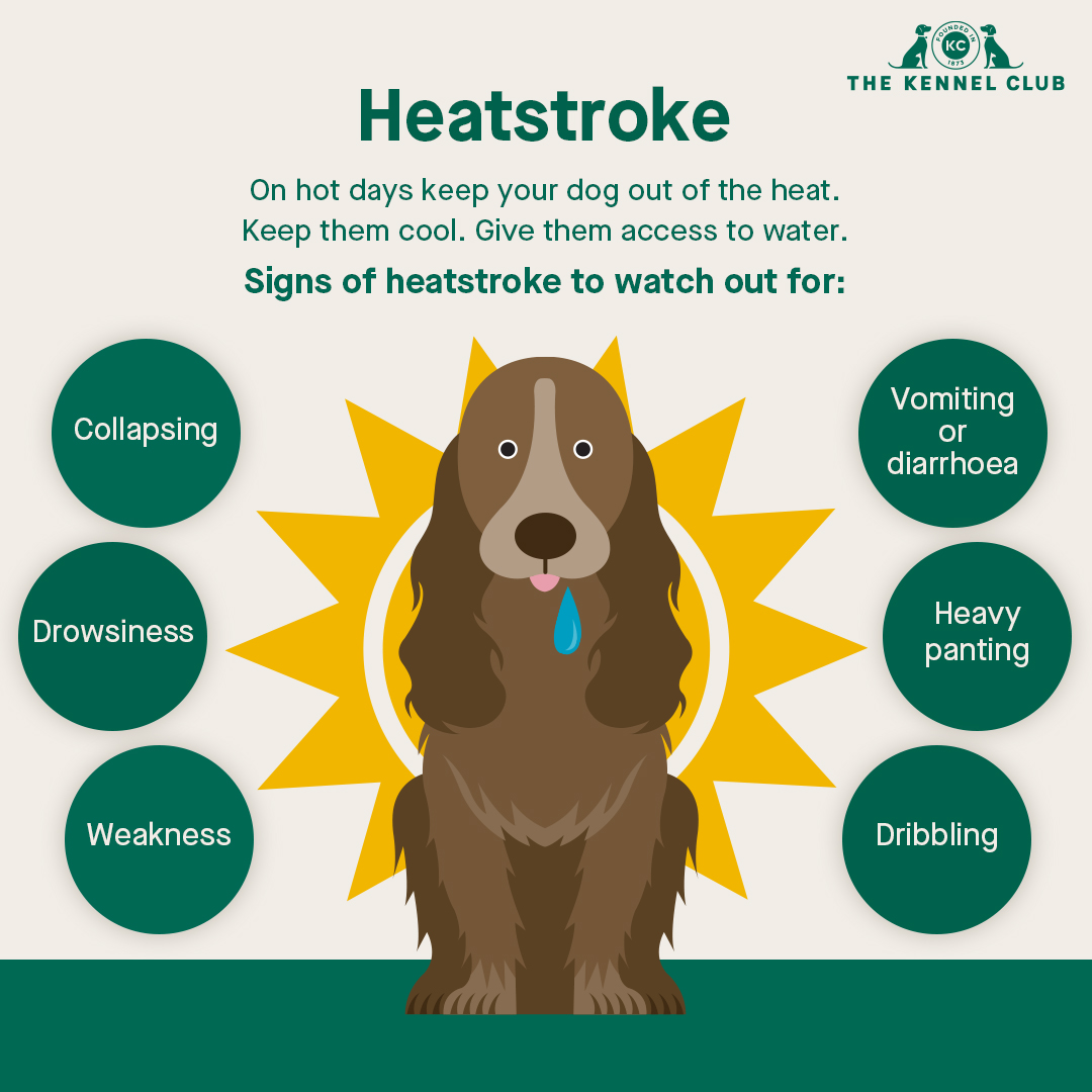 As the temperature soars this weekend, remember to keep your dog cool, don’t exercise them in the hottest parts of the day and watch out for signs of heatstroke. 

Read our tips on how to keep your dog cool at thekennelclub.org.uk/heatstroke.
