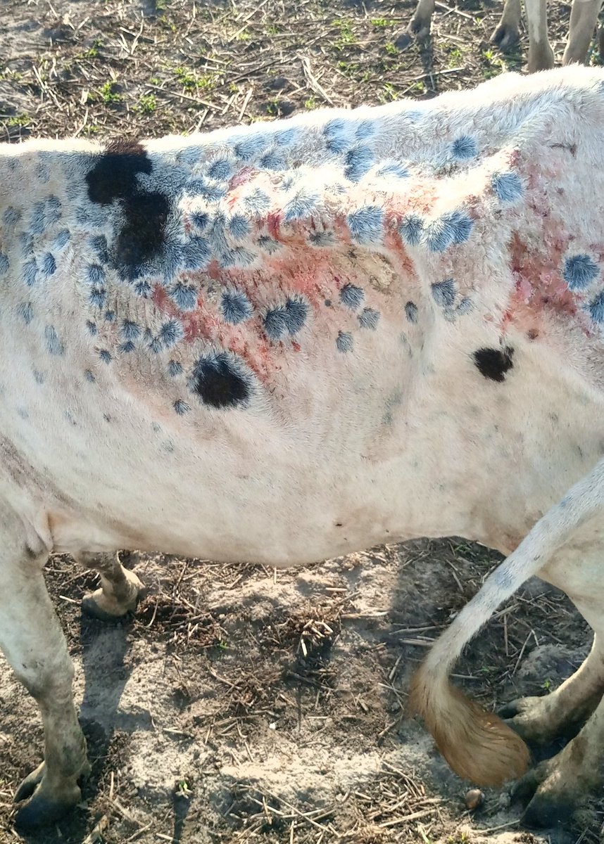 kvet_s's tweet photo. It was a great week having the chance to rescue the life of a out 590 animals ranging from cattle, sheep and goats infected with various diseases in Gogrial west county. The diseases we treated includes Dermatophilosis, Mange, Tick infestation, photosensitivity etc. #KVet_Serivce https://t.co/iIEdW8rjss