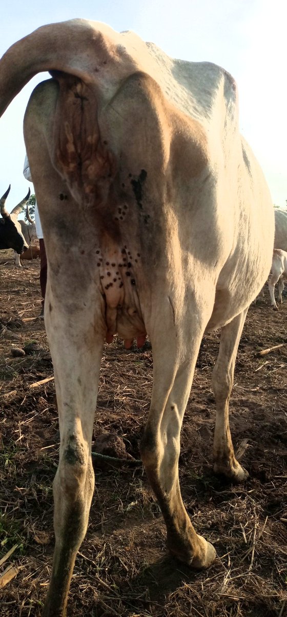 kvet_s's tweet photo. It was a great week having the chance to rescue the life of a out 590 animals ranging from cattle, sheep and goats infected with various diseases in Gogrial west county. The diseases we treated includes Dermatophilosis, Mange, Tick infestation, photosensitivity etc. #KVet_Serivce https://t.co/iIEdW8rjss