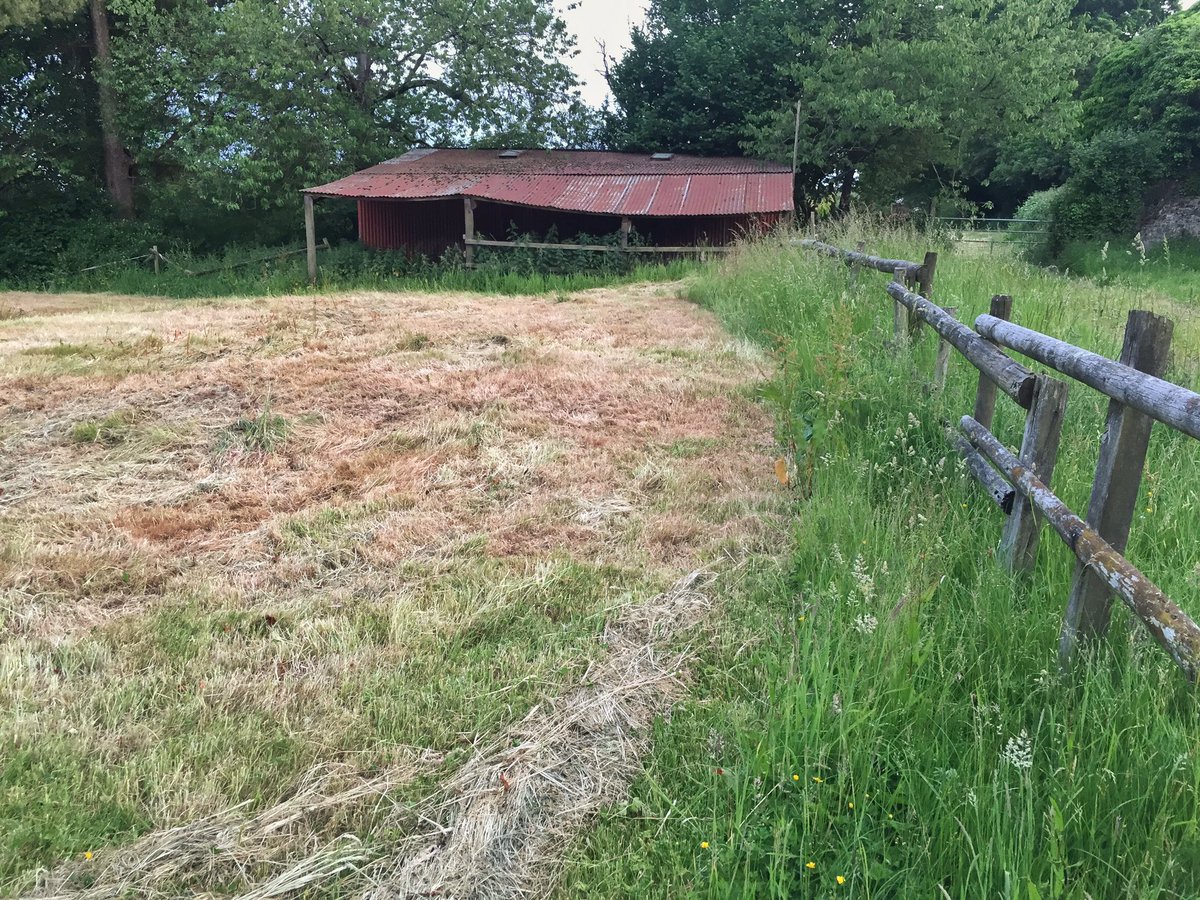 Cut vs uncut. 

Just reading about grass care. Grass is 85% water. Worst thing to do in a drought is to cut it, as long grass keeps soil cool, prevents evaporation and catches dew. Also provides vital habitat. No rain here for over a month. Grass cutting still continues. 🤷🏻‍♀️