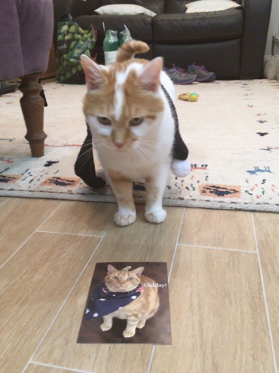 #scarvesforfrisky Angel Casey with his healing white scarf and then his rainbow one, and Charlie with his All Blacks and his green ones. Treasured possessions ❤️❤️