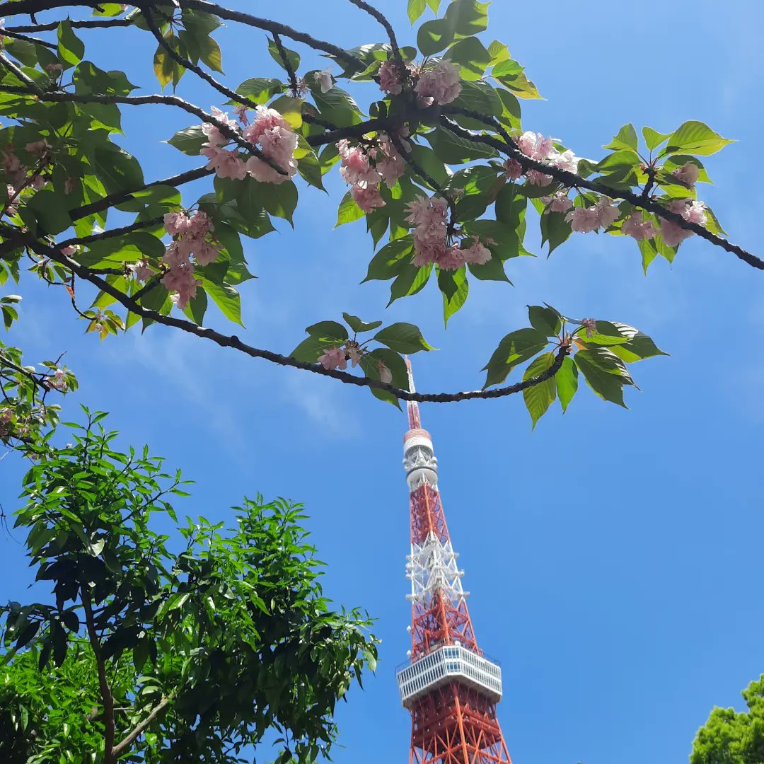 teaserette's tweet image. As Alice put it: &quot;This used to be Sakura&quot; 😊🌸
Pretty pretty pictures from #tokyotower 🗼
#Japan #Japanguide #Japantrip