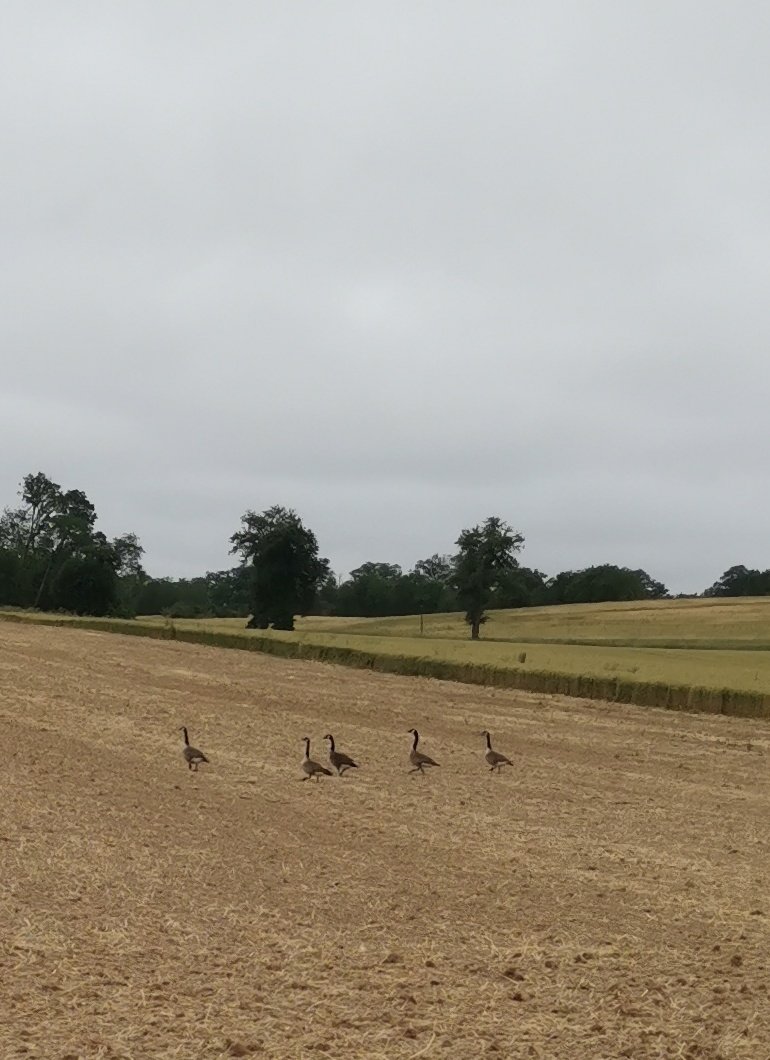 A peine semé déjà picoré !
#agriculture #biodiversité #fragtw #puisaye #tourdeplaine