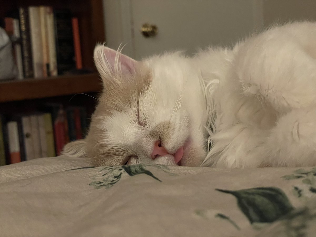 ANewStartNow2's tweet image. #Blepping  #Caturday  #AdoptDontShop #KittensOfTwitter #kittens