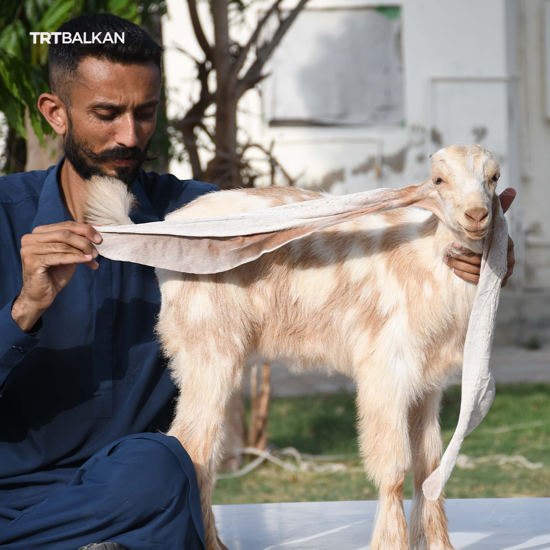 TRTBalkanBHSC's tweet photo. Dvomjesečno jare po imenu #Simbi u pakistanskom Karačiju ima uši dužine impresivnih 55 cm. Ova simpatična životinja nastoji osigurati upis u Guinnessovu knjigu rekorda, ali joj je potrebna posebna kategorija koja bi se prilagodila njenim neobičnim karakteristikama. https://t.co/OYyiryDsgS