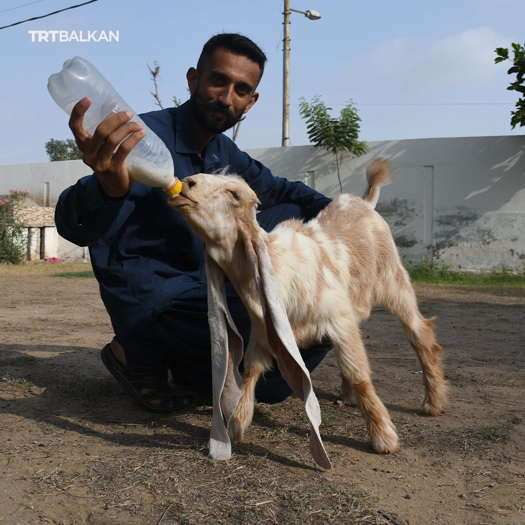 TRTBalkanBHSC's tweet photo. Dvomjesečno jare po imenu #Simbi u pakistanskom Karačiju ima uši dužine impresivnih 55 cm. Ova simpatična životinja nastoji osigurati upis u Guinnessovu knjigu rekorda, ali joj je potrebna posebna kategorija koja bi se prilagodila njenim neobičnim karakteristikama. https://t.co/OYyiryDsgS