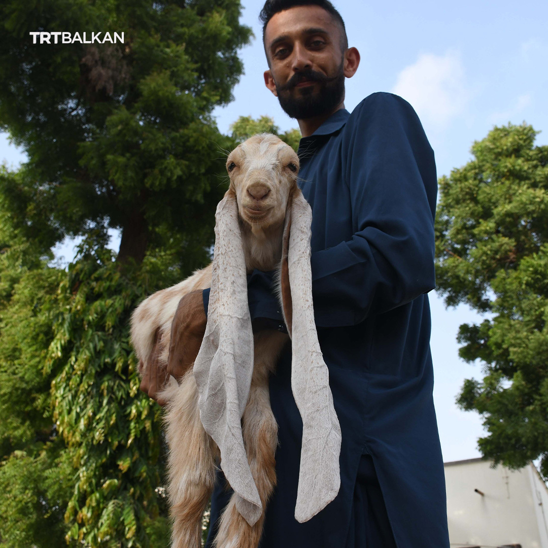 TRTBalkanBHSC's tweet photo. Dvomjesečno jare po imenu #Simbi u pakistanskom Karačiju ima uši dužine impresivnih 55 cm. Ova simpatična životinja nastoji osigurati upis u Guinnessovu knjigu rekorda, ali joj je potrebna posebna kategorija koja bi se prilagodila njenim neobičnim karakteristikama. https://t.co/OYyiryDsgS