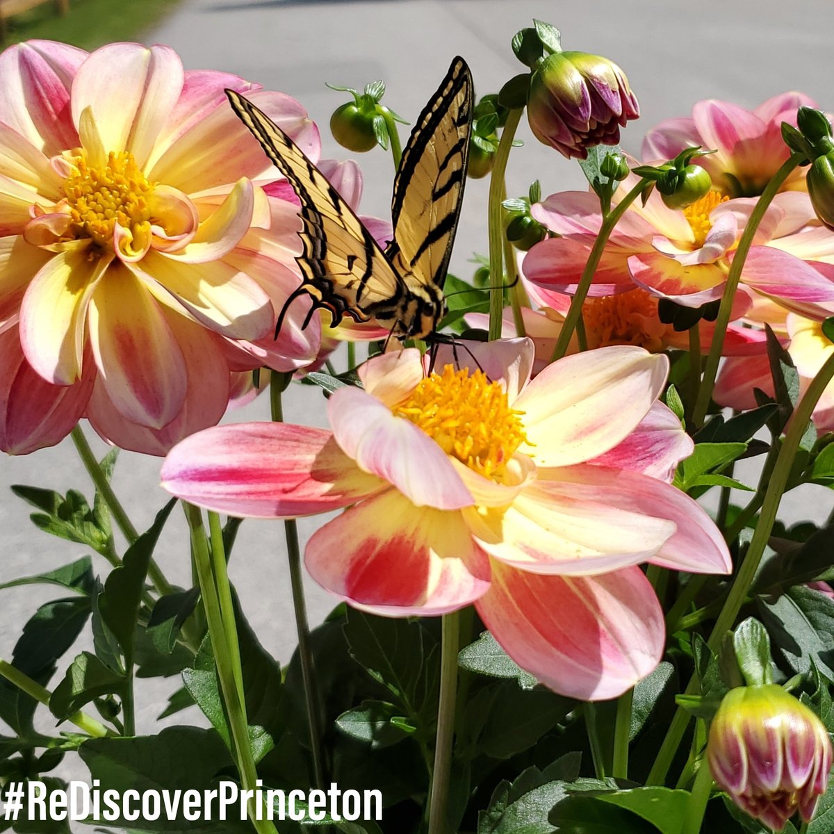 🌸✨Summer is in full bloom! Discover the hidden gems of Princeton and immerse yourself in its natural wonders! From camping under starlit skies to gazing at pristine mountain-scapes, the possibilities for summer exploration are endless ✨🏕️
#RediscoverPrinceton #princetonbc