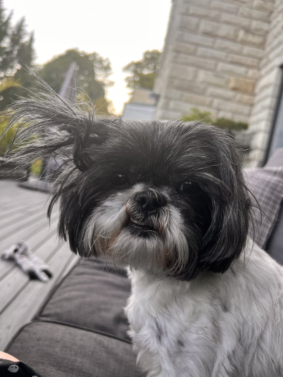 When you think you are having a bad hair day, just remember it can’t be as bad as this #badhairday #shihtzu #needabrush #tangled