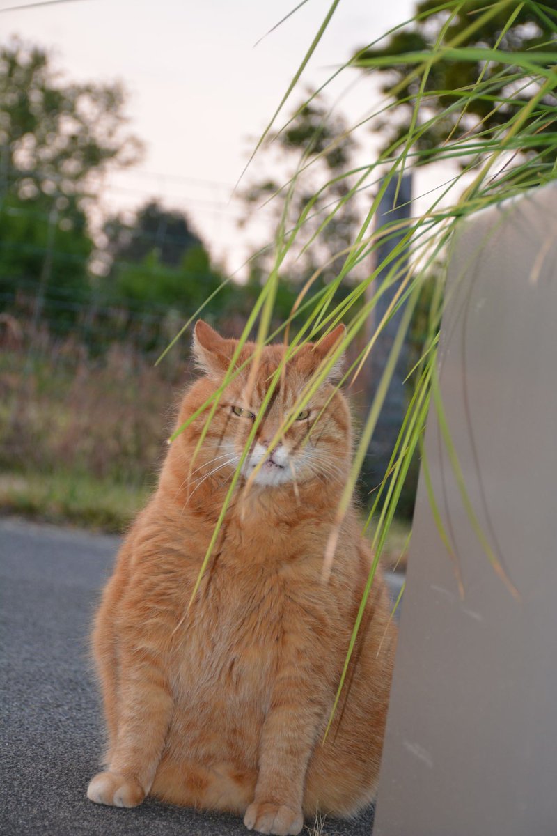 ChonklordF's tweet photo. Incredible camouflage https://t.co/rxERYcbZJR