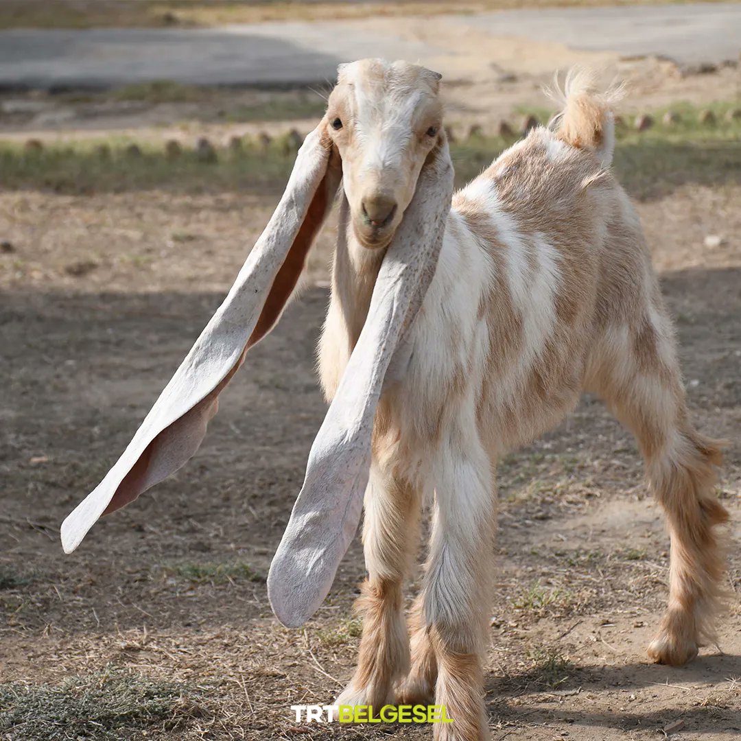 TRTBelgesel's tweet photo. Simba’nın kardeşi Simbi 😍
🐐 Pakistan’ın Karaçi kentinde iki ay önce doğan “Simbi” isimli yavru keçi, yaklaşık 55 cm uzunluğundaki kulaklarıyla ilgi çekiyor.
📸: Sabir Mazhar, AA https://t.co/xNfSjGbGtn