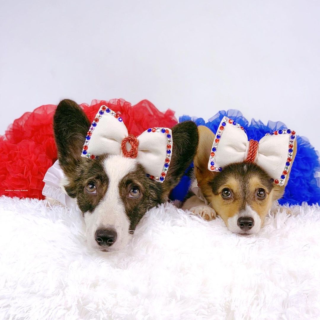 MiLonZayan's tweet photo. Vyper & Python~ Best. Day. Ever β€οΈβ€οΈ
#camberrycuties #camberrydesigns
#corgistagram #texascorgi
#corgiaddict #corgitude #myfavcorgi #PetsJerry https://t.co/j2p9HNMfko