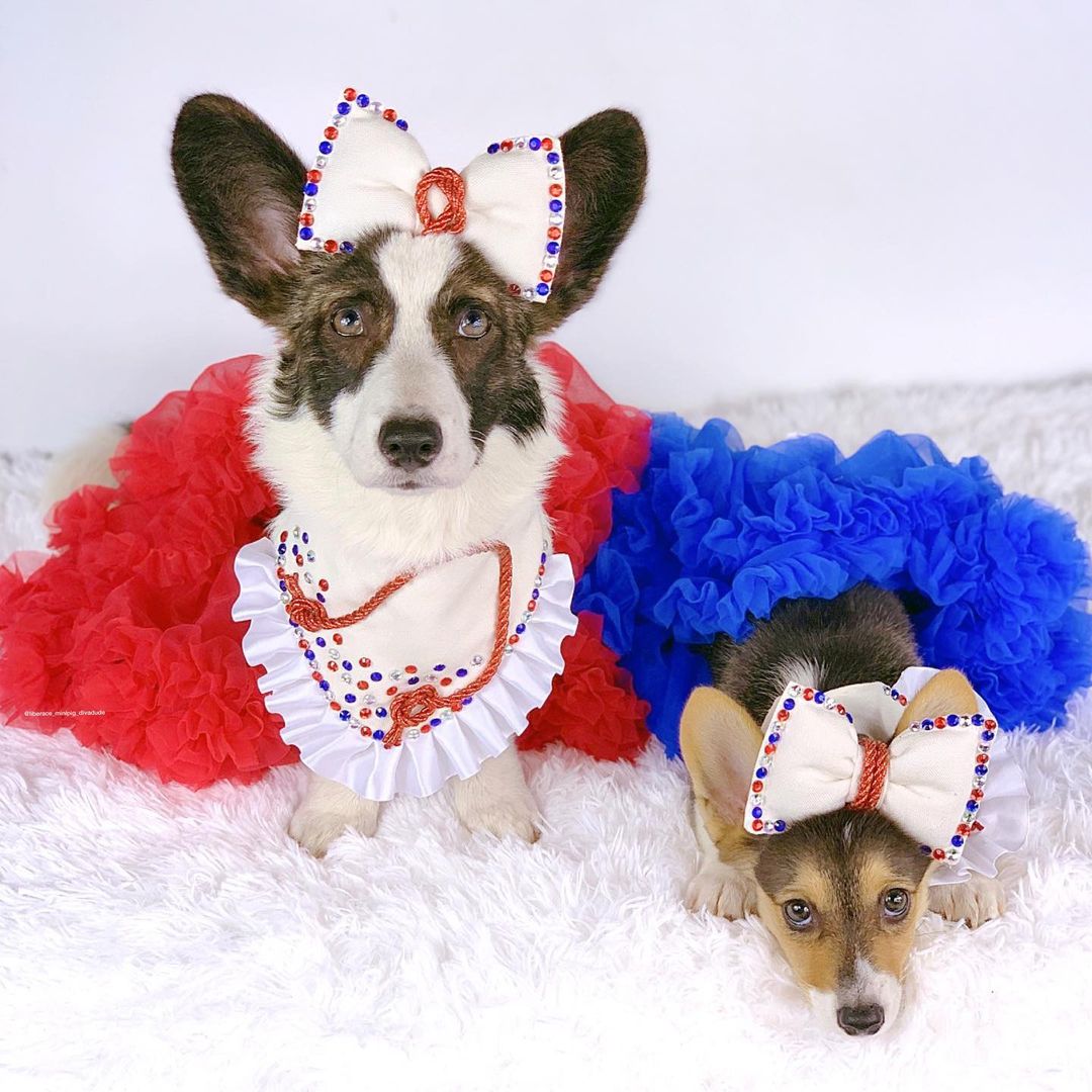 MiLonZayan's tweet photo. Vyper & Python~ Best. Day. Ever β€οΈβ€οΈ
#camberrycuties #camberrydesigns
#corgistagram #texascorgi
#corgiaddict #corgitude #myfavcorgi #PetsJerry https://t.co/j2p9HNMfko