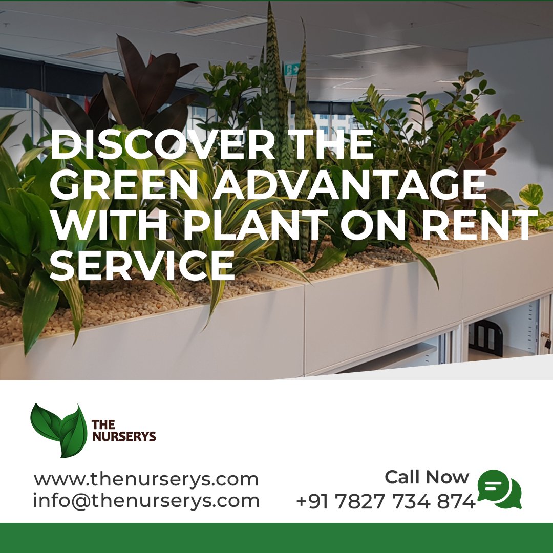 TheNurserys's tweet photo. Discover the Green Advantage: Plant on Rent Service with Health Benefits, Free Installation &amp; Maintenance

Contact Us:
Call Now: +91 7827 734 874
Email: infor@thenurserys.com

#NatureBeauty #plants #GardenersWorld #landscape
#healthcare https://t.co/yIS4ERjk7C