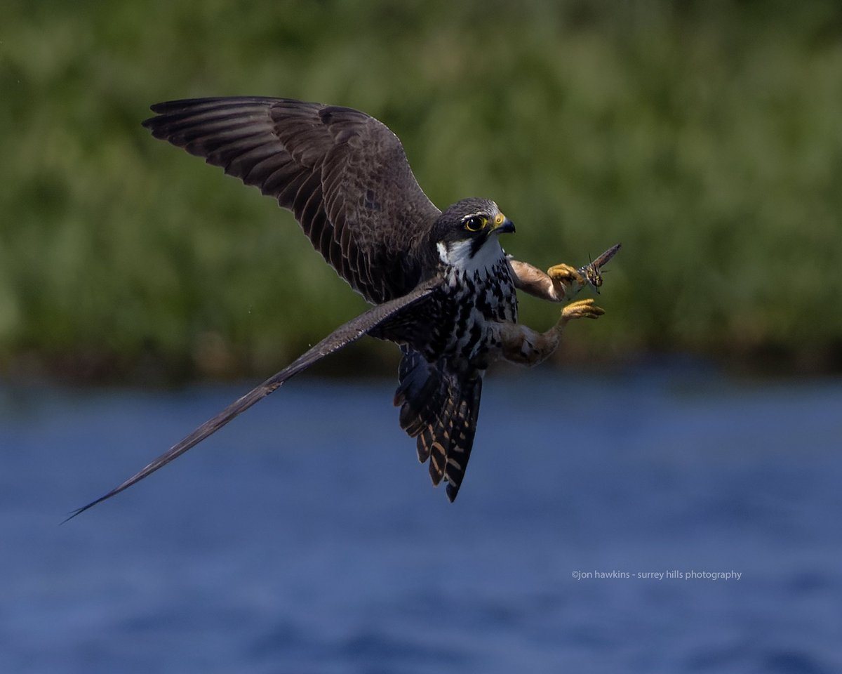 Hobby catching a Four spotted Chaser (I think).. Thursley Common..… @Natures_Voice @BBCSpringwatch @iNatureUK @BDSdragonflies #hobby #BirdsOfPrey #commondarter @NaturalEngland #thursleycommon #surreyhillsphotography @CanonUKandIE #canonr5