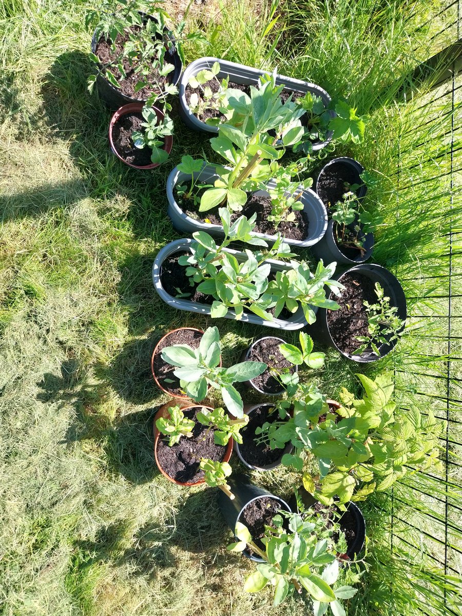 The Southway garden is going from strength to strength, all built by our students and staff from scratch! #soproud #greenfingers #resilience #TogetherWeCan #togetherwearestronger