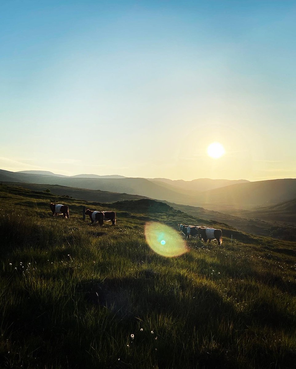 Seems so right, reintroducing cattle onto these hills. Heavier animal impact and considered pastoral management is the key to regenerating these stifled systems. #holisticmanagement #gallowaycattle #derryveaghmountains