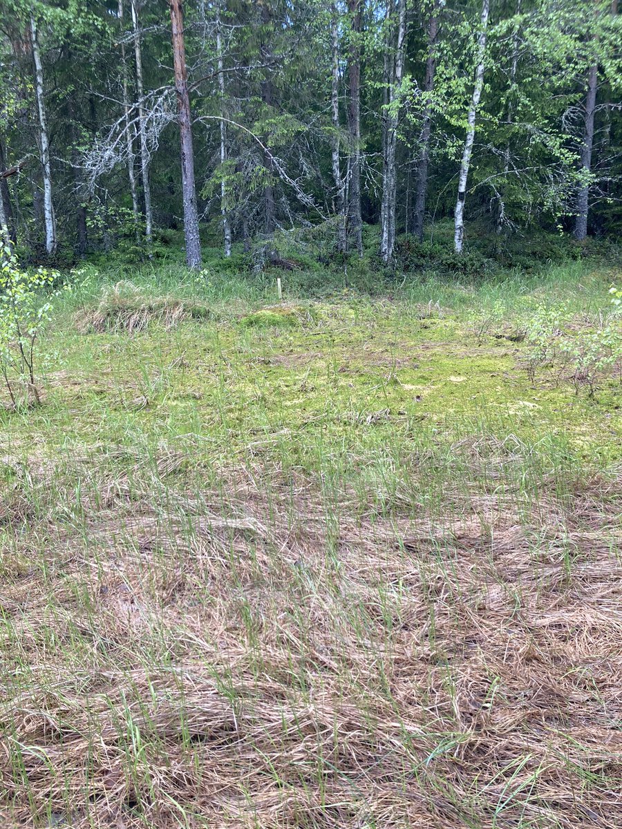 Davranche Aurélie (@audavranche) on Twitter photo The water levels are decreasing fast this year in some of the studied #vernalpools in our POOL project. We are now planning with <a href="/LammiStation/">LBS</a> the installation of wooden platforms for #GHG measurements. Step 1 planning the locations! <a href="/KoneenSaatio/">Koneen Säätiö</a> <a href="/CelineArzel/">Céline Arzel</a> <a href="/ForestSciences/">Metsätieteiden osasto</a> The water levels are decreasing fast this year in some of the studied #vernalpools in our POOL project. We are now planning with <a href="/LammiStation/">LBS</a> the installation of wooden platforms for #GHG measurements. Step 1 planning the locations! <a href="/KoneenSaatio/">Koneen Säätiö</a> <a href="/CelineArzel/">Céline Arzel</a> <a href="/ForestSciences/">Metsätieteiden osasto</a>