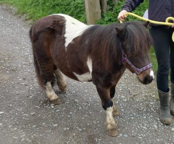AdoptionsUk's tweet photo. Urgent, please retweet to HELP FIND STAR, STOLEN FROM FIELD #QUANTS #BLACKDOWNHILLS #SOMERSET #DEVON  3 June 

She could be anywhere in the #UK or #Ireland now, please share widely to get her home. 

DETAILS👇
https://t.co/BKXhGrlF5G… #horses #ponies #ShetlandPony #animals https://t.co/yqzlLBSNMK