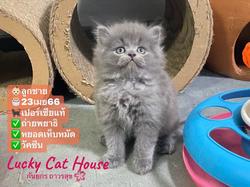 KanyakronPP's tweet photo. ✅น้องแมวเปอเซียแท้(เพศผู้)
💰สินสอด4,900
🚘ส่งได้ทั่วไทย
☎️สนใจโทร064-1129787 
📱ID:petch2552 
เช็คเครดิตได้ที่fb.👇👇👇
https://t.co/iMrjOFUgP9
#แมวเปอร์เซีย #หาบ้านให้น้องแมว #แมวเปอร์เซียแท้ #ขายแมว #หาบ้านให้ลูกแมว #ขายแมวเปอร์เซียแท้ #แมวน่ารัก #หาบ้านให้แมว #แมว https://t.co/N1EDytlJfl