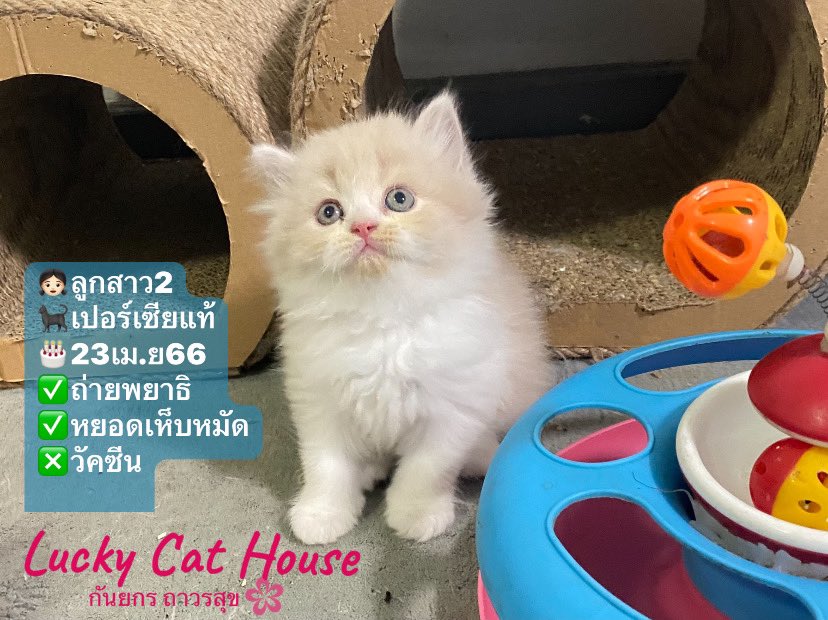 KanyakronPP's tweet photo. ✅น้องแมวเปอเซียแท้(เพศเมีย)
💰สินสอด4,900
🚘ส่งได้ทั่วไทย
☎️สนใจโทร064-1129787 
📱ID:petch2552 
เช็คเครดิตได้ที่fb.👇👇👇
https://t.co/iMrjOFUgP9
#แมวเปอร์เซีย #หาบ้านให้น้องแมว #แมวเปอร์เซียแท้ #ขายแมว #หาบ้านให้ลูกแมว #ขายแมวเปอร์เซียแท้ #แมวน่ารัก #หาบ้านให้แมว #แมว https://t.co/q16diZezjI