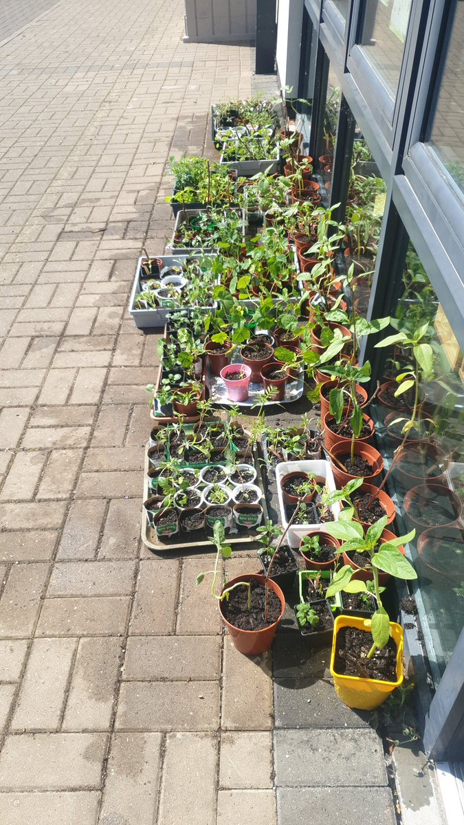 The P6 social enterprise plant project is selling the fruits of their labour today @woodburnps fair. We have learned how to grow plants from seed and  care for the seedlings. All profits raised will be donated to the @UphillTrust. Come along and buy some bedding plants  10-12.