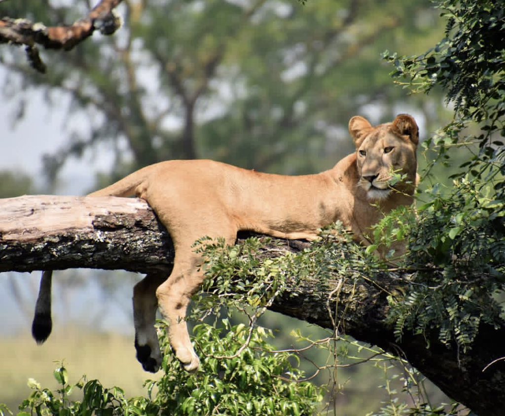 RoamingUganda's tweet photo. Which national park in Uganda is known for its tree-climbing lions?

a) Kidepo Valley National Park
b) Queen Elizabeth National Park
c) Rwenzori Mountains National Park
d) Kibale National Park

@natgeowild @DrPol @ugwildlife @MTWAUganda https://t.co/ASf65XMvfT