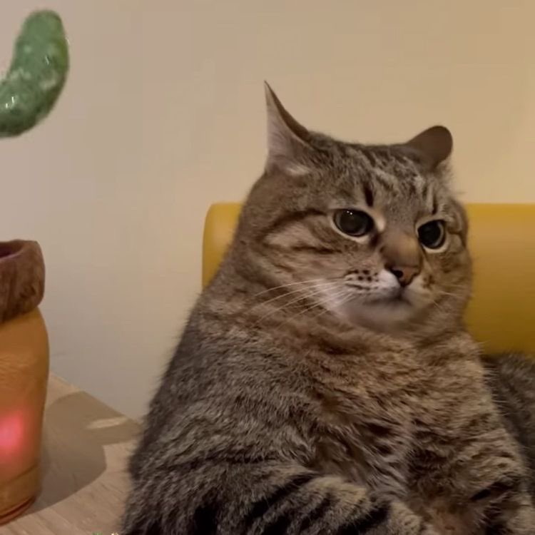 Cat Dealer on Twitter