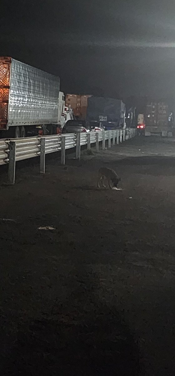 exactorinn's tweet photo. Mexico-Puebla, perro trafico... 🫠 https://t.co/3zNU9R5Db2
