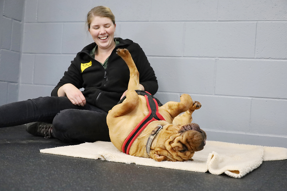 Edie has definitely got the weekend vibe!!
😆🤣🙃🙃🙃
Who else can relate?

Meet her👉 bit.ly/3gLDcFl

#SharPei #rescueDog #AdoptDontShop #Rehome #INeedAHome #AdoptADog  #BellyRub #Leeds #HappyDog #WeekendVibes @DogsTrust