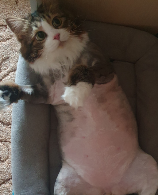 haki13 ʕᵒᴥᵒʔ tweet media