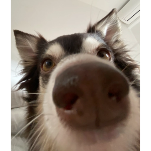 cellbit's tweet image. 