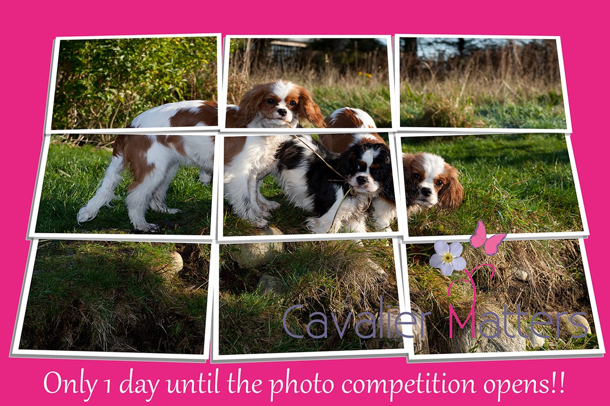 One more day...until the #photocompetition.

The 2024 #CavalierMatters #calendar photos will be chosen from all the entries, so not only could you win a prize, your Cavalier(s) could be on the next calendar!!

#CKCS #Cavaliers #dogsoftwitter #petphotography