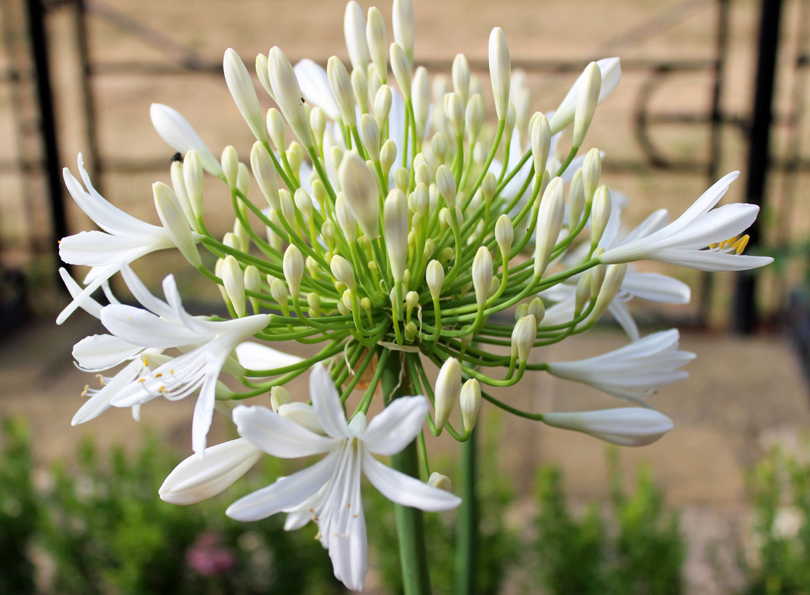 Glorious in the garden now… agapanthus. 

Brightening up borders and containers beautifully, find out all about this striking summertime bloom: ow.ly/zvtL50OFBjE 

#plantjoy #plantlove #agapanthus #bloomoftheday